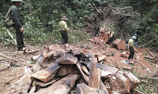 Nhiệm vụ khó khăn, lương thấp, nhiều bảo vệ rừng ở Gia Lai viết đơn nghỉ việc. Ảnh: T.T