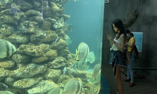 Giới trẻ thích thú ngắm sản vật Hoàng Sa - Trường Sa trong đường hầm xuyên núi Nha Trang.