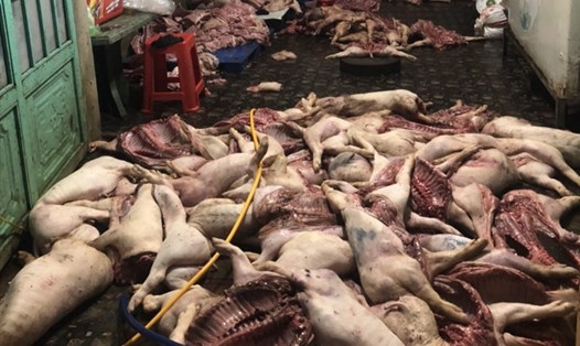 Hiện trường vụ 100 con heo chết đang được xẻ thịt bán lại cho khách hàng đến từ Bình Dương. Ảnh: Hà Anh Chiến