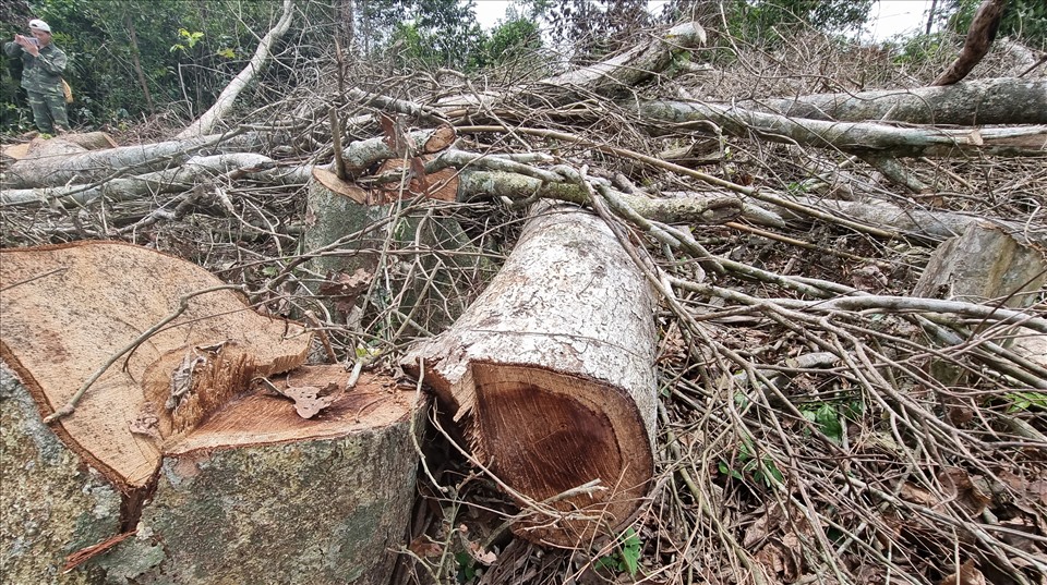 Rừng bị phá tan hoang: Do chưa xử lý, truy vết đến cùng các vụ phá rừng