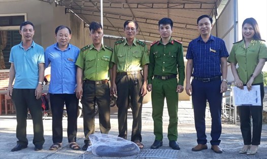 Con rắn hổ mang chúa được bàn giao cho Vườn Quốc gia Vũ Quang để thả về tự nhiên. Ảnh: TT.