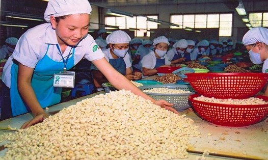 Việt Nam đẩy mạnh xuất khẩu hạt điều sang thị trường EU. Ảnh: TL