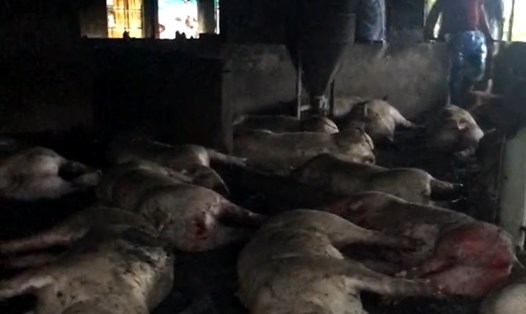 Hiện trường sự việc sét đánh chết cả trang trại lợn thịt ở Thái Bình. Ảnh: NDCC