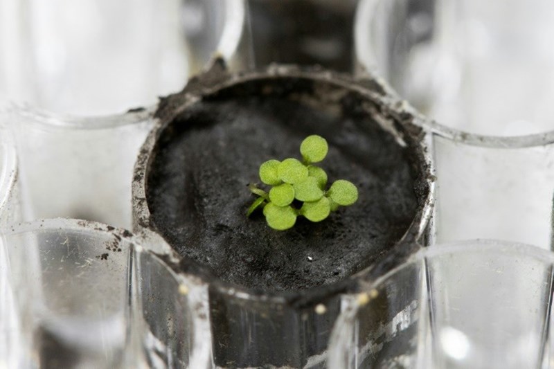 For the first time growing plants in the soil brought back from the Moon