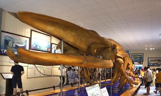 Bộ xương cá voi 10 tấn trong Viện Hải Dương học ở Nha Trang.