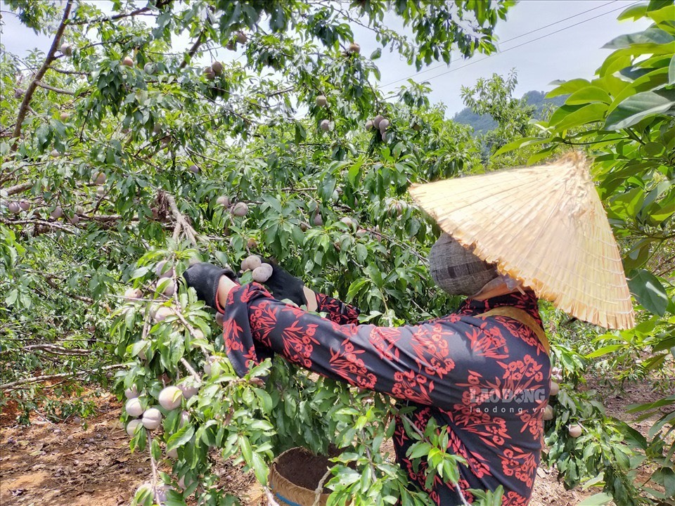 Festival trái cây và sản phẩm OCOP Việt Nam sẽ tổ chức tại Sơn La