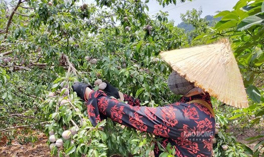 Thời gian tổ chức Festival trái cây và sản phẩm OCOP Việt Nam năm 2022 tại tỉnh Sơn La được điều chỉnh lại, bắt đầu từ ngày 28.5 đến ngày 1.6. Ảnh: Vân Tiến