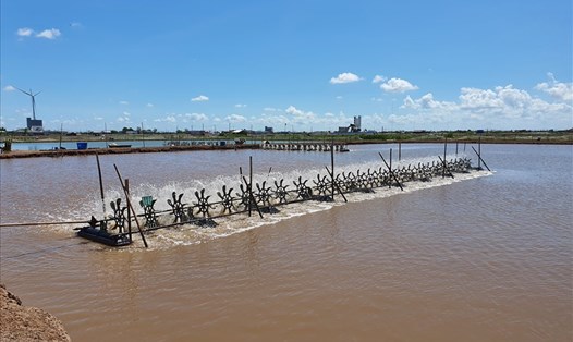 Tỉnh Bạc Liêu bùng phát các dự án nuôi tôm siêu thâm canh mật độ cao tại nhiều vùng nuôi tôm huyện Hòa Bình, Đông Hải. Ảnh: PV