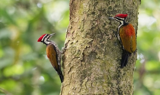 Vẻ đẹp của các loài chim hoang dã Việt Nam. Ảnh: Nhiếp ảnh gia Tăng A Pẩu