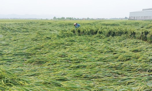 Chiều nay (2.5), chị Nga đang buộc lại ruộng lúa bị đổ vì mưa, gió. Ảnh: Trần Tuấn.