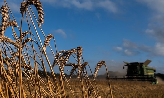 Thu hoạch lúa mì ở Saint-Philbert-sur-Risle, Pháp. Ảnh: AFP