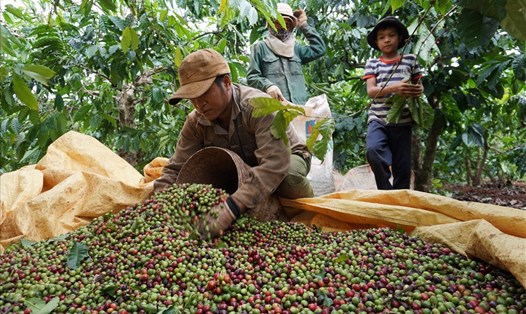 Nông dân Gia Lai thu hái hạt cà phê. Ảnh: T.T