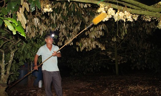 Người dân Đắk Lắk đi se duyên cho vườn sầu riêng vào ban đêm. Ảnh: Khánh Thùy