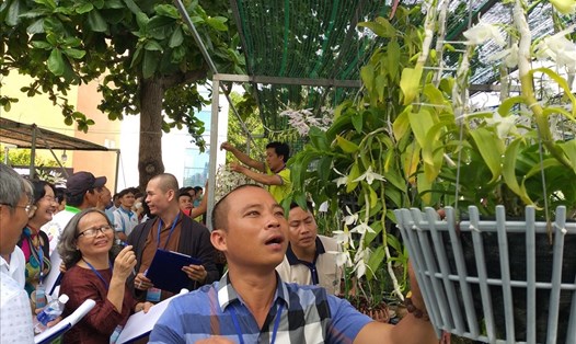 Hơn 300 tác phẩm hoa lan tham gia ngày hội hoa lan Đà Nẵng. Ảnh: Thùy Trang