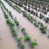 Sáng 24.5, nhiều cánh đồng lúa, rau màu, hoa của huyện Mê Linh (Hà Nội) bị ngập lụt do mưa lớn. Ảnh: VL