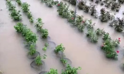 Sáng 24.5, nhiều cánh đồng lúa, rau màu, hoa của huyện Mê Linh (Hà Nội) bị ngập lụt do mưa lớn. Ảnh: VL