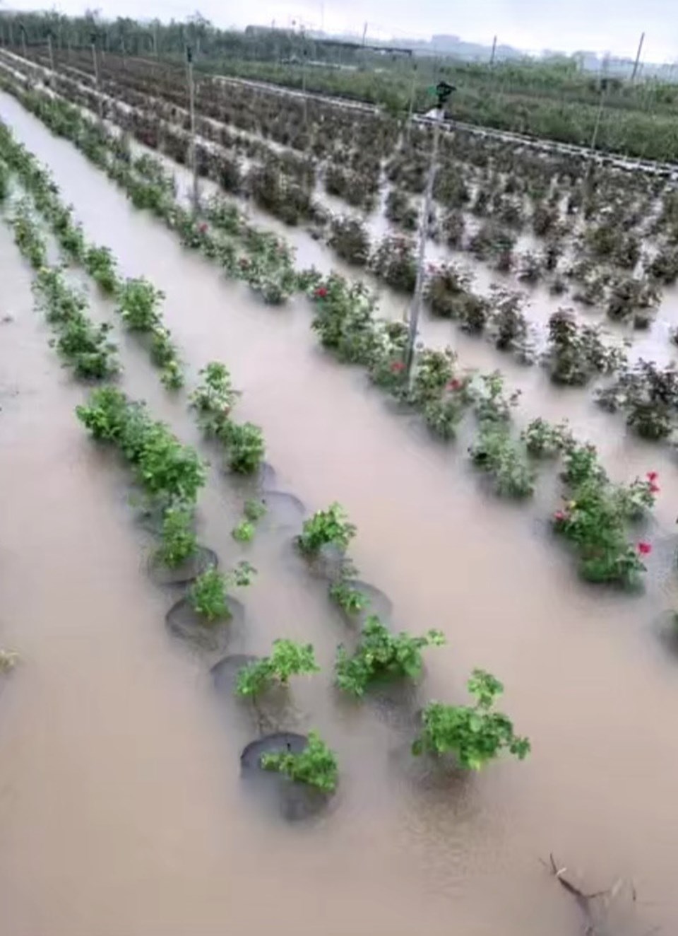 Sáng 24.5, nhiều cánh đồng lúa, rau màu, hoa của huyện Mê Linh (Hà Nội) bị ngập lụt do mưa lớn. Ảnh: VL Sáng 24.5, nhiều cánh đồng lúa, rau màu, hoa của huyện Mê Linh (Hà Nội) bị ngập lụt do mưa lớn. Ảnh: VL