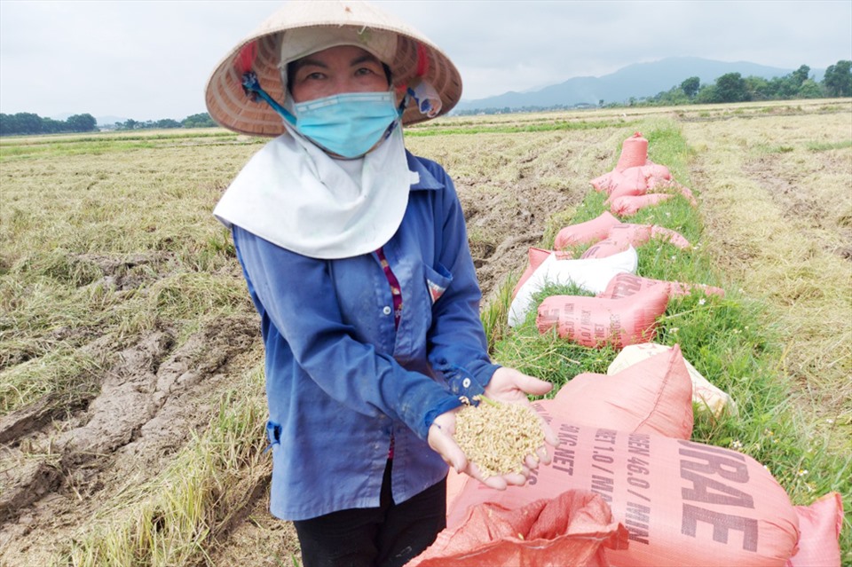 Nông dân buồn vì lúa năng suất thấp, tiền máy gặt và chi phí đầu tư cao