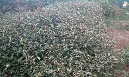 Chủ tịch tỉnh Lào Cai yêu cầu các cơ quan chức năng khẩn trương xác minh, làm rõ nguyên nhân cây trồng bị táp lá, chết khô bất thường tại xã Phú Nhuận.