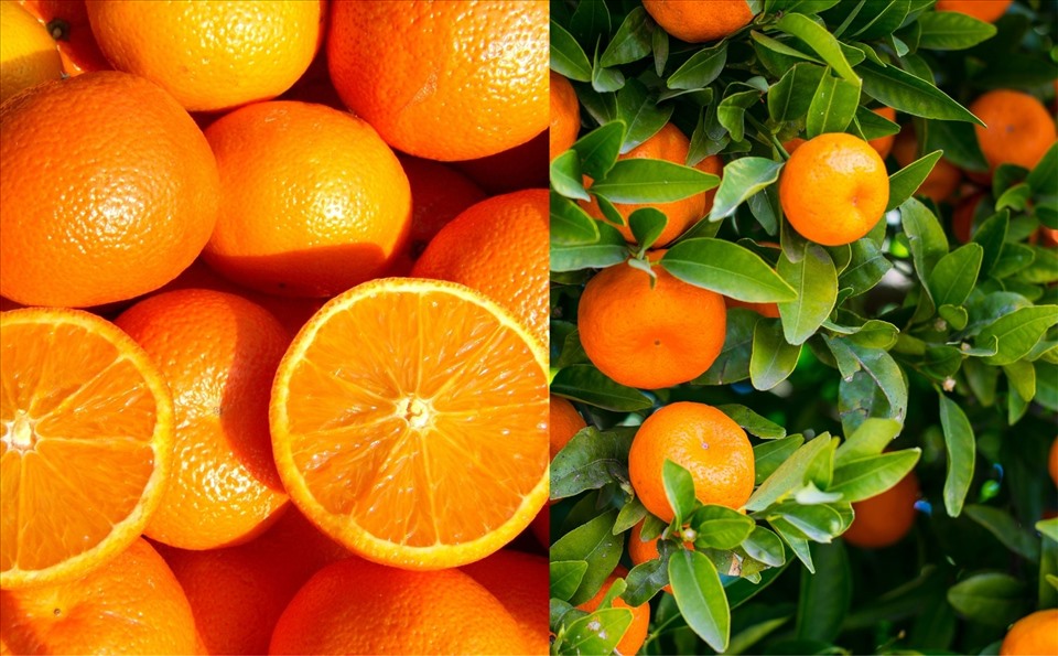 Vỏ cam, quýt rất hữu ích trong việc loại bỏ mùi khó chịu và làm dịu cơn ho. Ảnh: Doãn Hằng