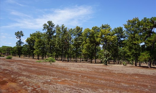 Một rừng thông nhiều năm tuổi ở huyện Đắk Đoa. Ảnh T.T