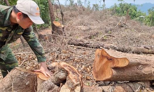 Cây rừng bị chặt hạ trắng ở huyện Đakrông. Ảnh: Hưng Thơ.