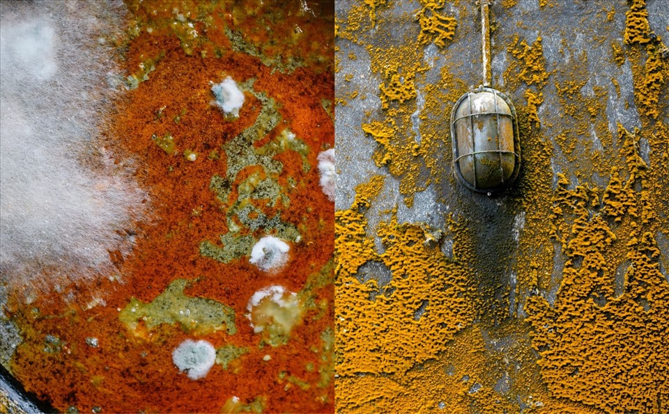 Nấm mốc rất dễ phát triển trong điều kiện ẩm ướt và ấm áp. Hãy thường xuyên kiểm tra trần và tường nhà để ngăn nấm mốc phát triển. Ảnh: Doãn Hằng