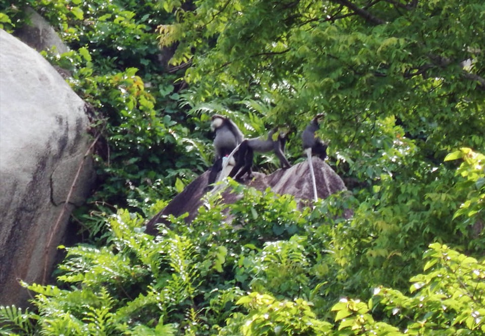 Kết quả điều tra xác định một quần thể voọc chà vá chân đen tại núi Chứa Chan (huyện Xuân Lộc) gồm 7 đàn với khoảng 159-192 con. Ảnh: A.L