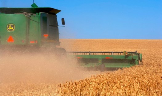 Thu hoạch ngũ cốc năm nay ở Nga có thể đạt từ 128 đến 133 triệu tấn. Ảnh: World Grain