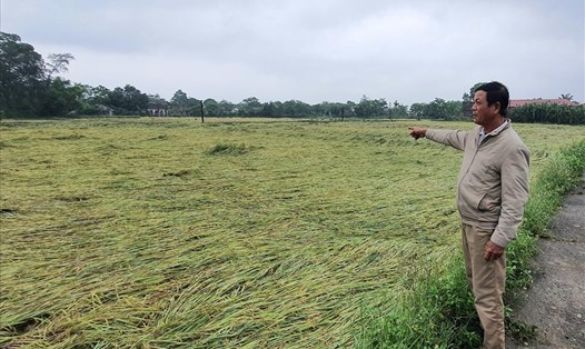Diện tích lúa ở xã Triệu Trung, huyện Triệu Phong, tỉnh Quảng Trị bị ngã đổ sau đợt mưa gió. Ảnh: Hưng Thơ.