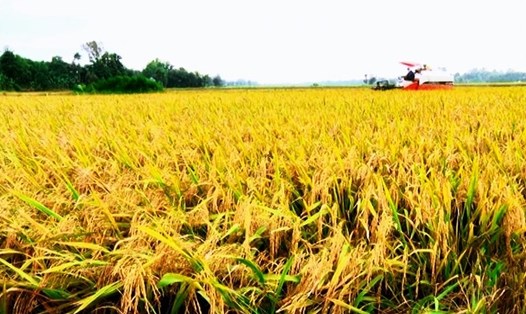 Giá gạo xuất khẩu của Việt Nam tăng thêm 5 USD/tấn đối với cả 3 loại gạo 5% tấm, 25% tấm và 100% tấm. Ảnh: TL
