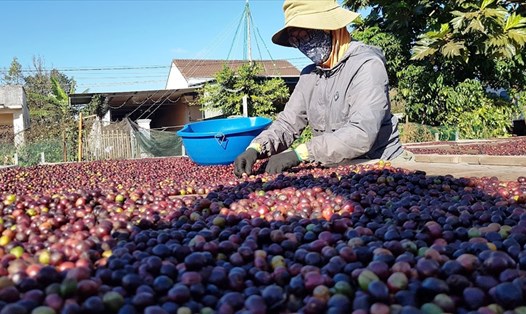 Cà phê là một trong những mặt hàng nông sản tăng giá trị xuất khẩu trong 5 tháng đầu năm 2022. Ảnh: Vũ Long