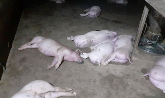 Đàn lợn 12 con của gia đình ông Lam bị sét đánh chết. Ảnh: TT.