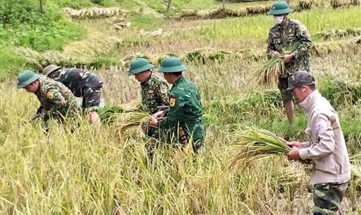 Bộ đội biên phòng trên địa bàn huyện Kỳ Sơn (Nghệ An) giúp đồng bào thu hoạch lúa. Ảnh: MK