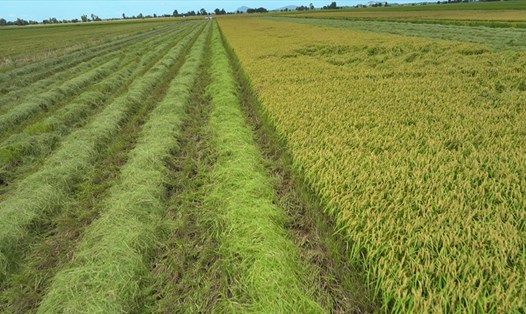 Việt Nam đẩy mạnh trồng các loại lúa chất lượng cao phục vụ cho xuất khẩu gạo. Ảnh: T.Long