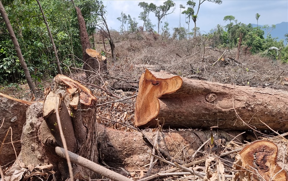 Rừng bị phá tan hoang ở Quảng Trị: Bộ NNPTNT đề nghị xử lý nghiêm