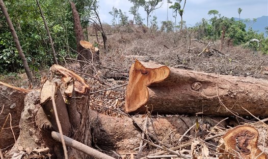 Hiện trường vụ phá rừng ở huyện Đakrông. Ảnh: Hưng Thơ