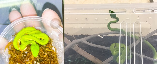 Mua rắn độc về tự nuôi làm thú cưng, bé trai bị cắn nguy hiểm tính mạng