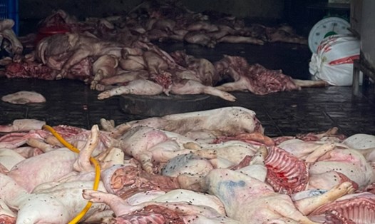 Hiện trường vụ bắt 100 con heo chết bốc mùi hôi thối đang xẻ thịt tại xã Bình Minh, huyện Trảng Bom. Ảnh: Hà Anh Chiến
