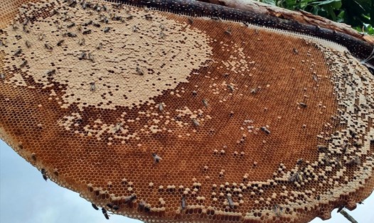 Ong mật tại rừng U Minh hạ, tỉnh Cà Mau.