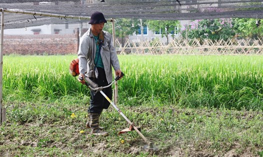 Người dân Nam Đồng đang tấp nập tiến hành chặt bỏ gốc cây rau củ, dọn dẹp lại sau trận mưa. Ảnh: Nguyễn Thúy.