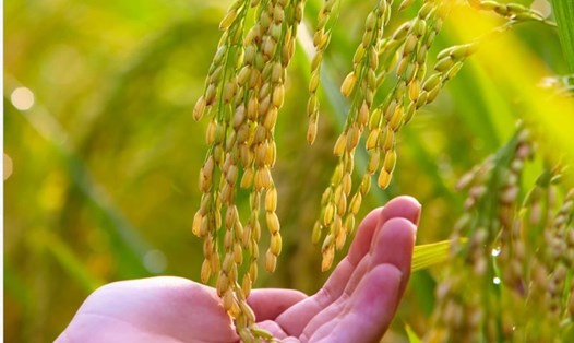 Giá lúa gạo hôm nay 1.6 tiếp đà tăng 100 - 200 đồng/kg.