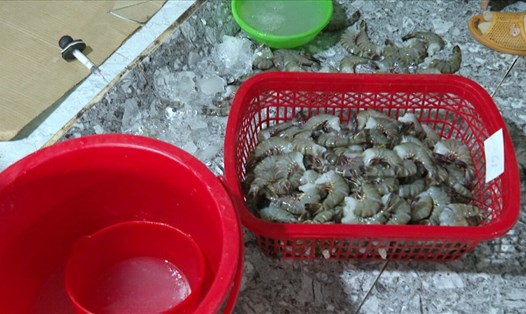Tang vật thu được tại cơ sở thu mua tôm bơm chích tạp chất tại tỉnh Bạc Liêu. Ảnh: Nhật Hồ