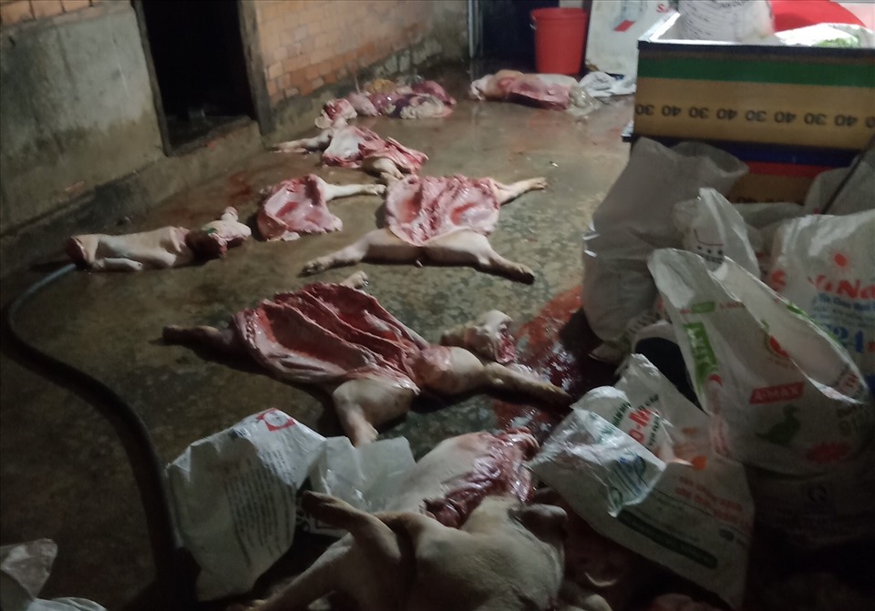 Vụ chế biến gần 1 tấn thịt heo thối ở Đắk Nông. Ảnh: Minh Quỳnh