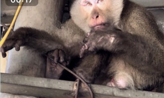 Cá thể khỉ thuộc loại quý hiếm xuất hiện trong khu dân cư ở huyện Cam Lộ (tỉnh Quảng Trị). Ảnh: Anh Vũ