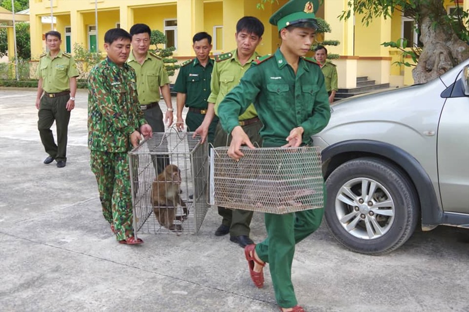 Bỏ lại 1 cá thể khỉ và tê tê rồi chạy thoát vào rừng