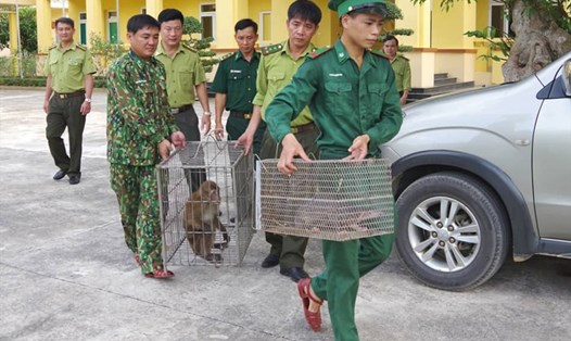 Cá thể khỉ và tê tê được Đồn Biên phòng Bản Giàng bàn giao cho Vườn Quốc gia Vũ Quang để thả về tự nhiên. Ảnh: BP