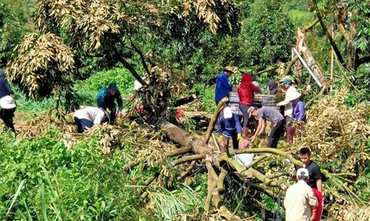 Cơ quan chức năng cùng người dân thu dọn những vườn cây sầu riêng bị lốc xoáy quật ngã. Ảnh: KP