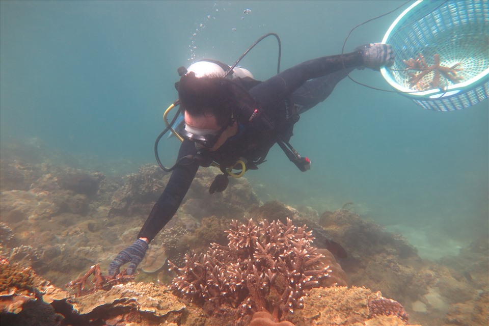 Cận cảnh quá trình phục hồi rạn san hô trên vịnh Nha Trang