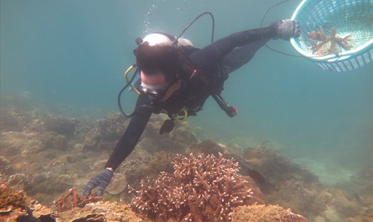 Phục hồi rạn san hô trên vịnh Nha Trang.